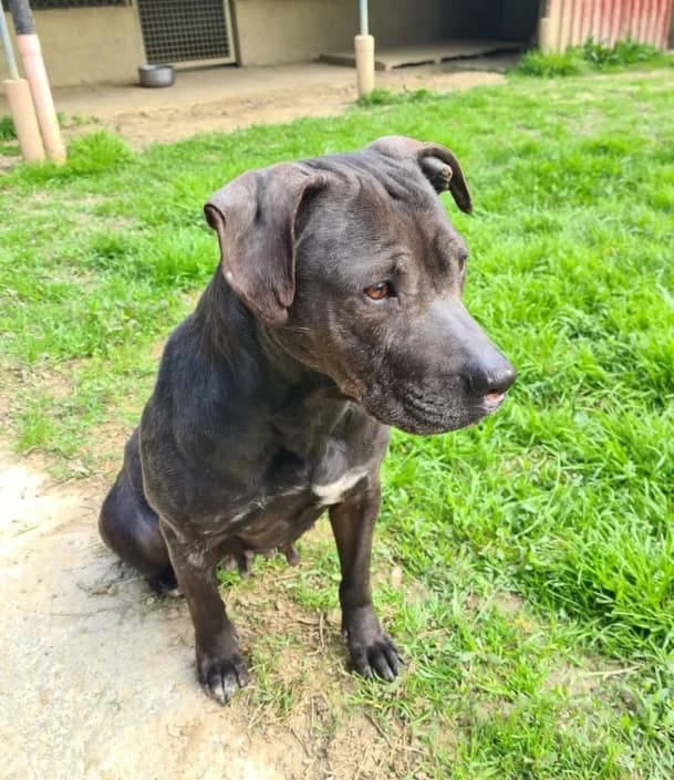 Sophie, female Mixed Breed for adoption at Amici della Terra FVG