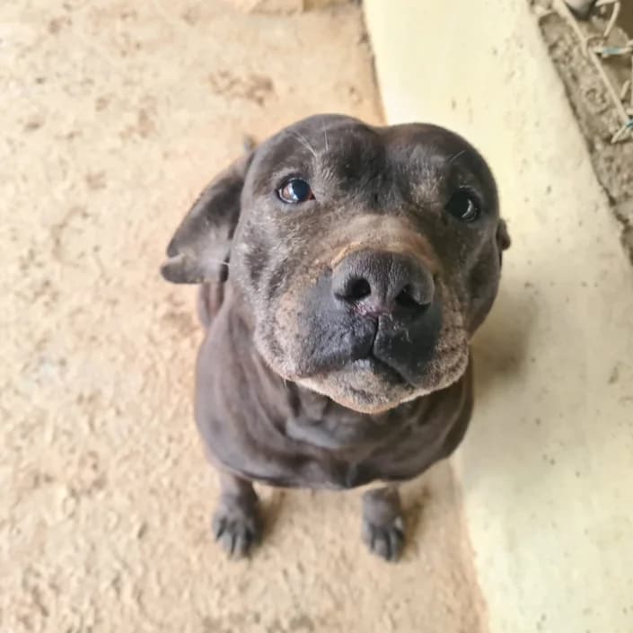 Sophie, female Mixed Breed for adoption at Amici della Terra FVG