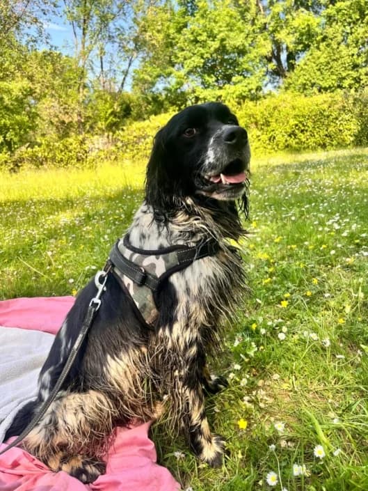 Giglio, male Mixed Breed for adoption at Amici della Terra FVG