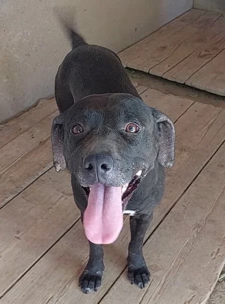 Sabrina, female Mixed Breed for adoption at Amici della Terra FVG