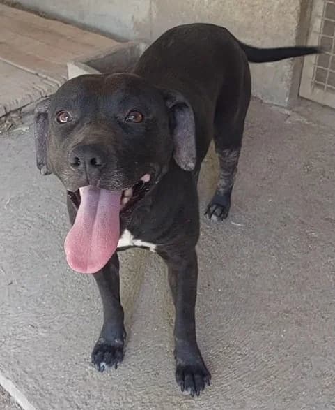 Sabrina, female Mixed Breed for adoption at Amici della Terra FVG