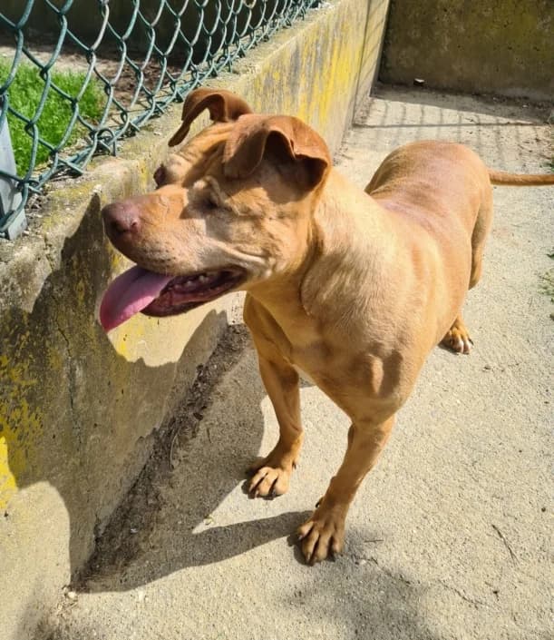 Luna, female Mixed Breed for adoption at Amici della Terra FVG
