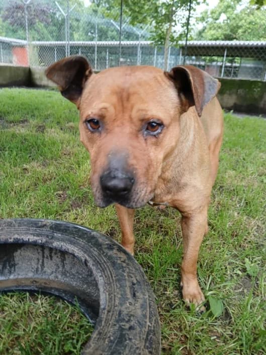 Diego, male Mixed Breed for adoption at Amici della Terra FVG