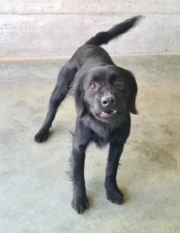 Ambra, female Mixed Breed for adoption at Amici della Terra FVG