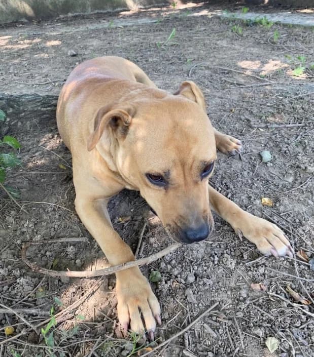 Kitty, female Mixed Breed for adoption at Amici della Terra FVG