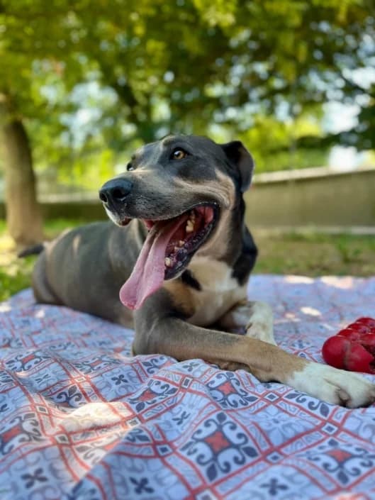 Joshua, male Mixed Breed for adoption at Amici della Terra FVG