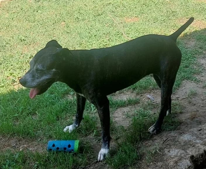 Circe, female Mixed Breed for adoption at Amici della Terra FVG
