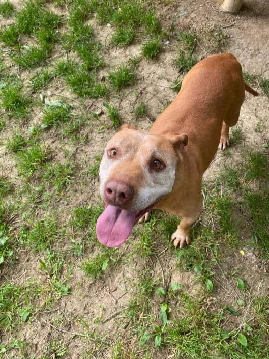 Maya, female Mixed Breed for adoption at Amici della Terra FVG