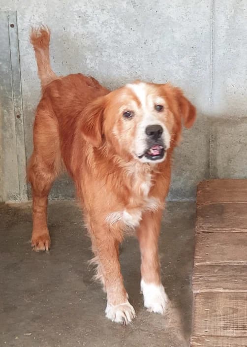 Argo, male Mixed Breed for adoption at Amici della Terra FVG