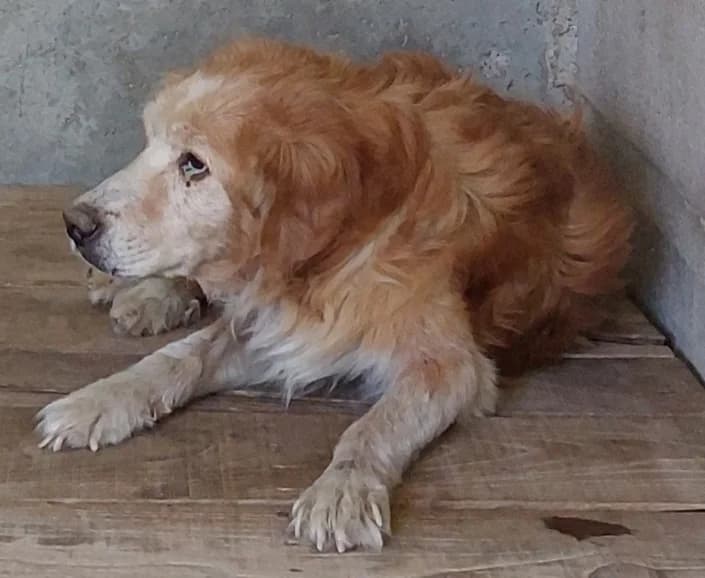 Billy, male Mixed Breed for adoption at Amici della Terra FVG