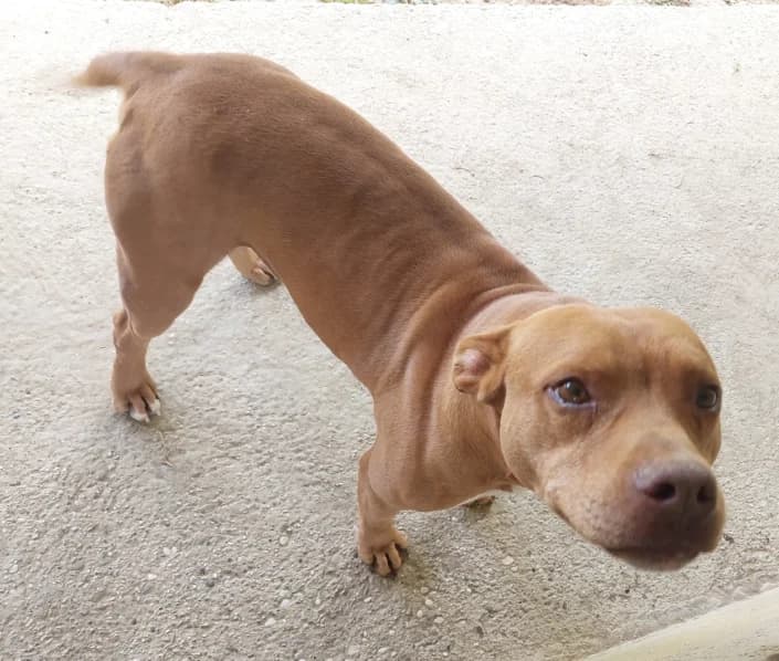 Silver, male Pit Bull Terrier for adoption at Amici della Terra FVG