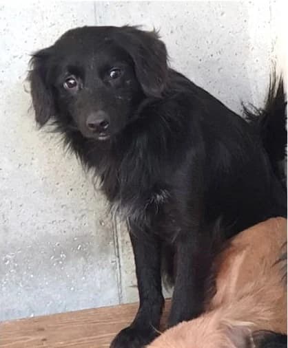 Ciro, male Mixed Breed for adoption at Amici della Terra FVG