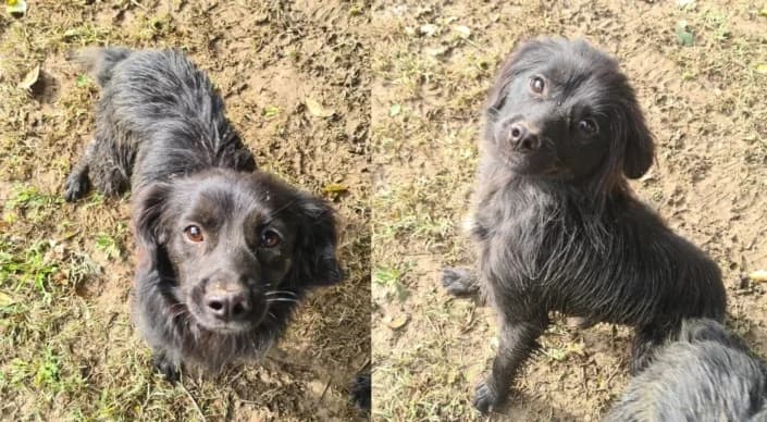 MircoTobia, male Mixed Breed for adoption at Amici della Terra FVG