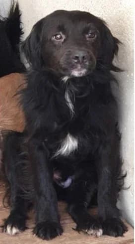 Denis, male Mixed Breed for adoption at Amici della Terra FVG