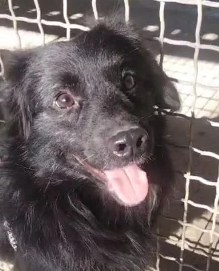 Denis, male Mixed Breed for adoption at Amici della Terra FVG