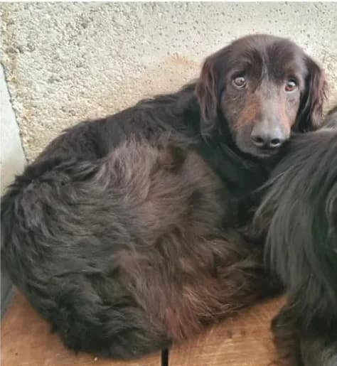 Eric, male Mixed Breed for adoption at Amici della Terra FVG