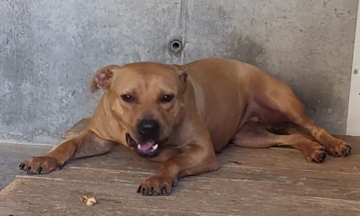 RoseMary, female Mixed Breed for adoption at Amici della Terra FVG