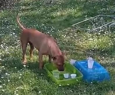 RoseMary, female Mixed Breed for adoption at Amici della Terra FVG