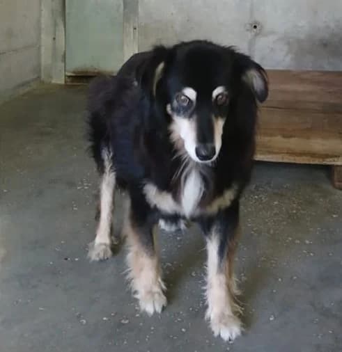 Flick, male Mixed Breed for adoption at Amici della Terra FVG