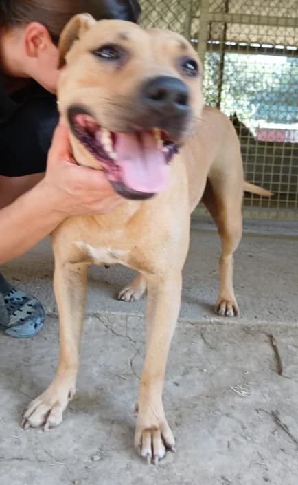 DiegoJr, male Mixed Breed for adoption at Amici della Terra FVG