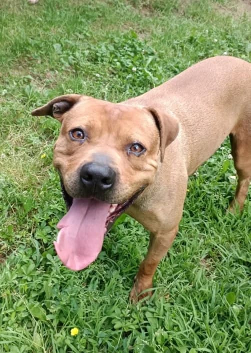 DiegoJr, male Mixed Breed for adoption at Amici della Terra FVG