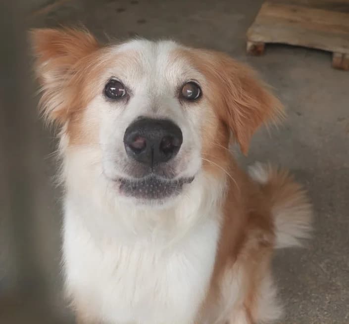 Bred, male Mixed Breed for adoption at Amici della Terra FVG