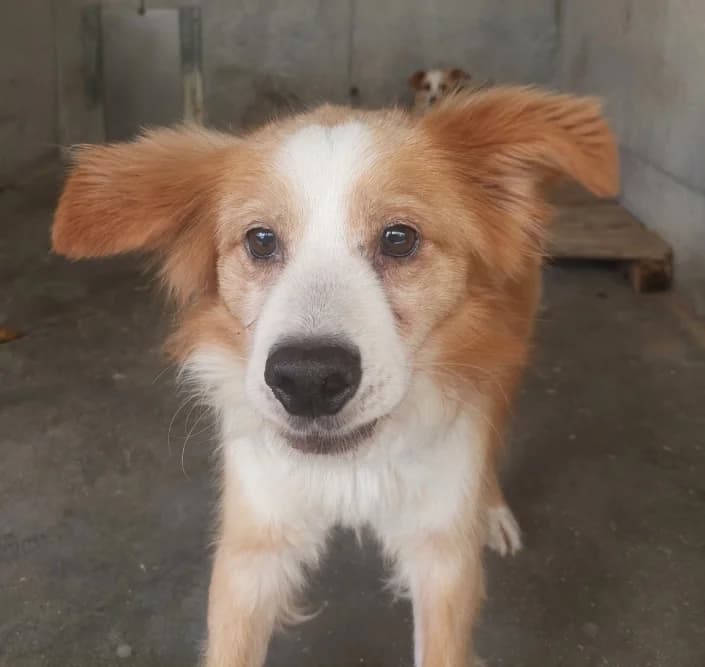 Rudy, male Mixed Breed for adoption at Amici della Terra FVG