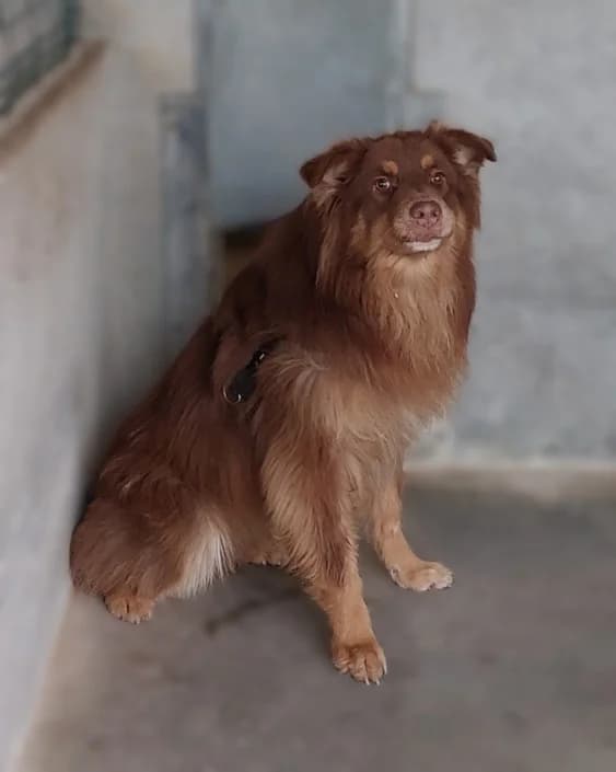 Aaron, male Mixed Breed for adoption at Amici della Terra FVG