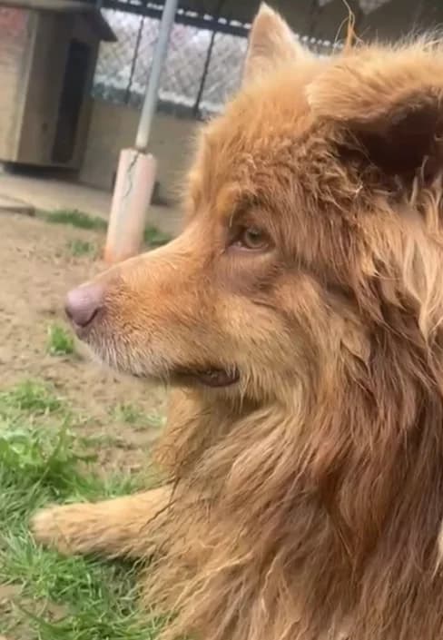Aaron, male Mixed Breed for adoption at Amici della Terra FVG