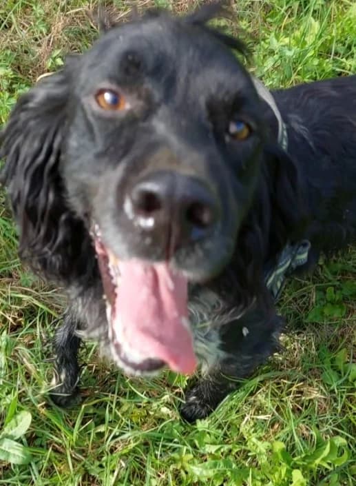 Rocky, male Mixed Breed for adoption at Amici della Terra FVG