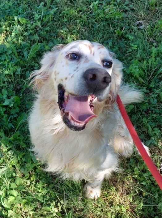 Rodi, male Mixed Breed for adoption at Amici della Terra FVG