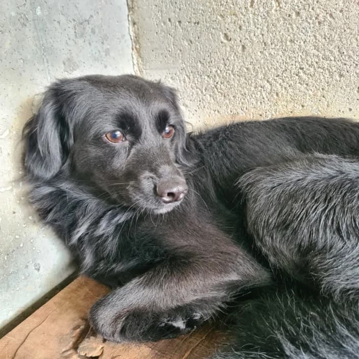 Rosi, female Mixed Breed for adoption at Amici della Terra FVG