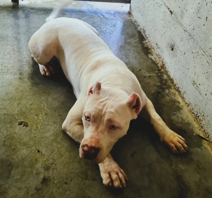Snow, female Pit Bull Terrier for adoption at Amici della Terra FVG