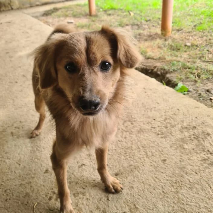 rufo, male Mixed Breed for adoption at Amici della Terra FVG