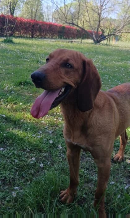 Paco, male Mixed Breed for adoption at Amici della Terra FVG
