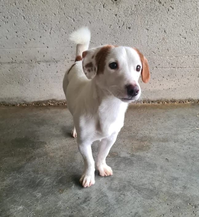 Bjorn, male Mixed Breed for adoption at Amici della Terra FVG