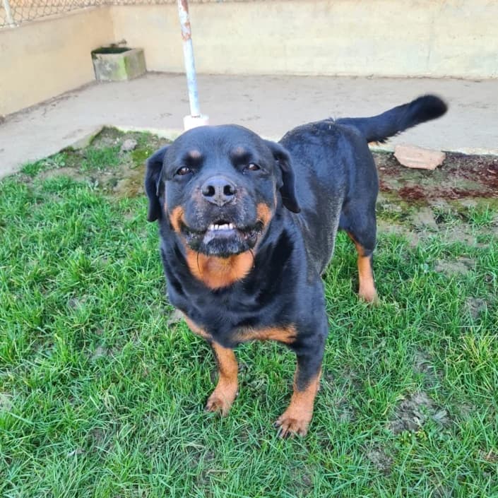 Simba, female Mixed Breed for adoption at Amici della Terra FVG