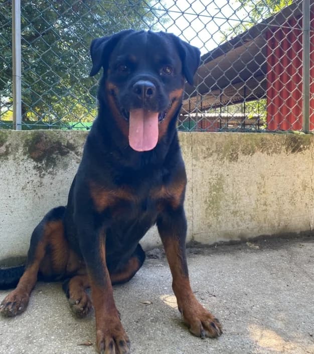 Simba, female Mixed Breed for adoption at Amici della Terra FVG