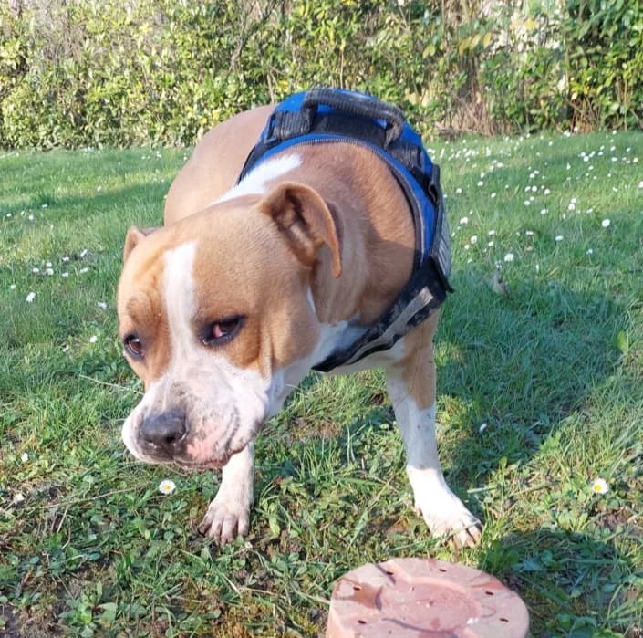 Belle, male Pit Bull Terrier for adoption at Amici della Terra FVG