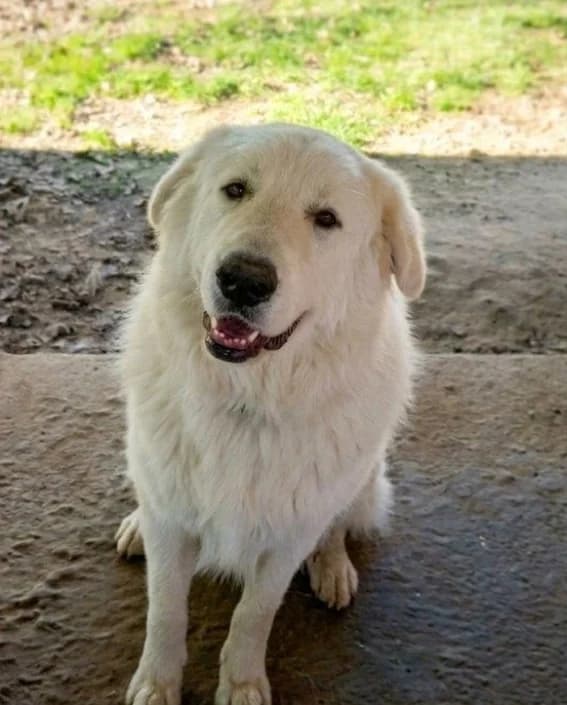 Brando, male Mixed Breed for adoption at Amici della Terra FVG
