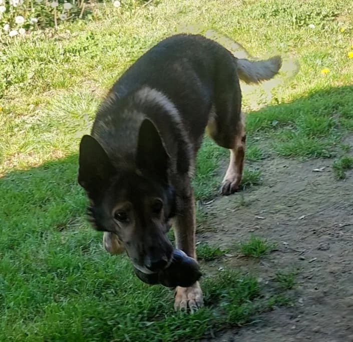 Xago, male German Shepherd for adoption at Amici della Terra FVG