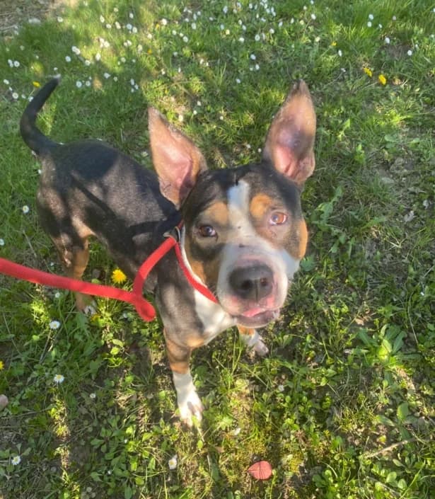 Gaia, female Mixed Breed for adoption at Amici della Terra FVG