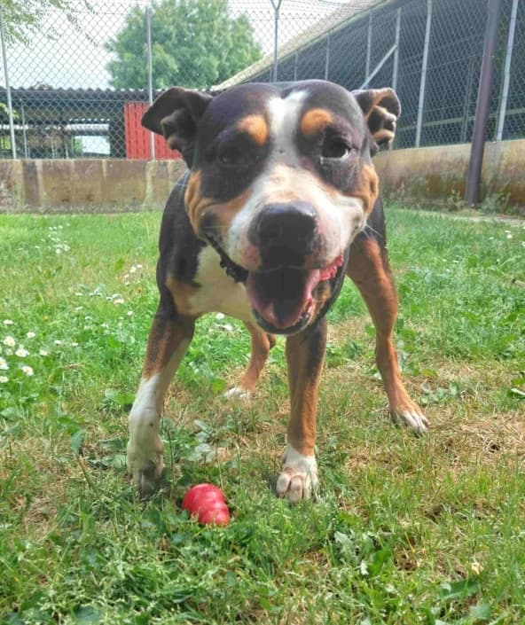 Gaia, female Mixed Breed for adoption at Amici della Terra FVG