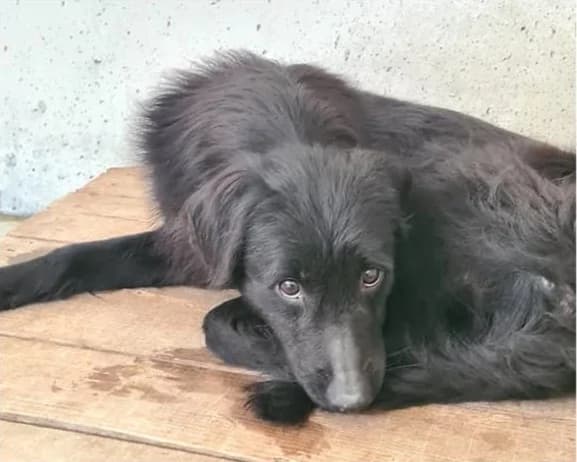Gigi, male Mixed Breed for adoption at Amici della Terra FVG