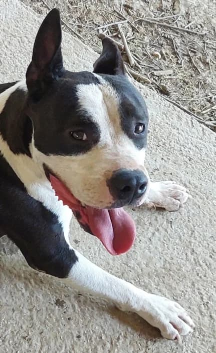 Yuri, male American Staffordshire Terrier for adoption at Amici della Terra FVG