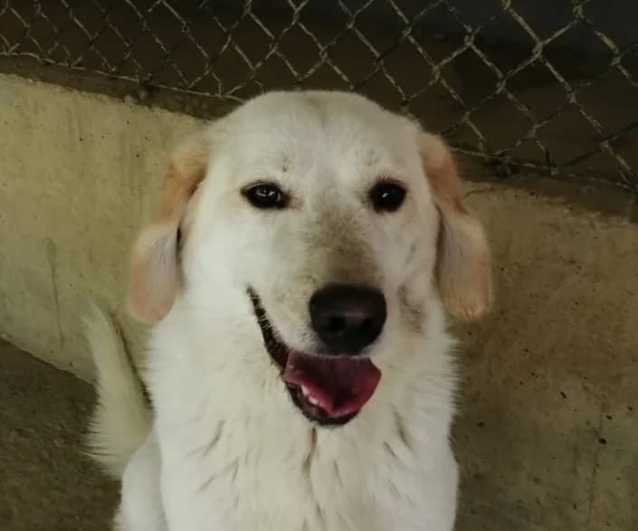 Silvana, female Mixed Breed for adoption at Amici della Terra FVG
