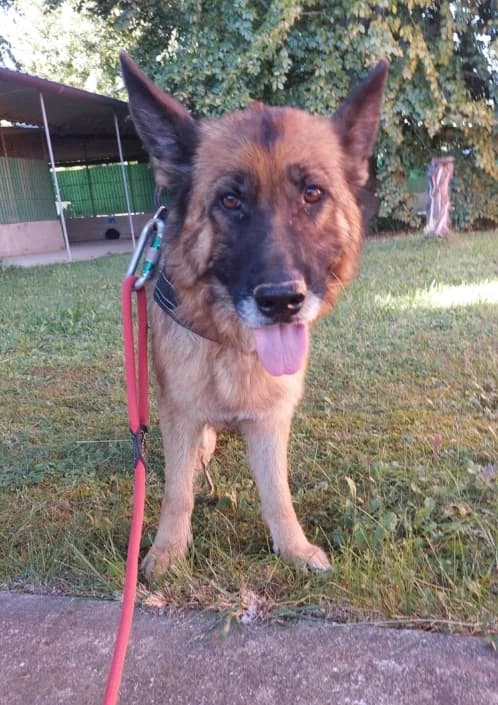 Molly, female German Shepherd for adoption at Amici della Terra FVG