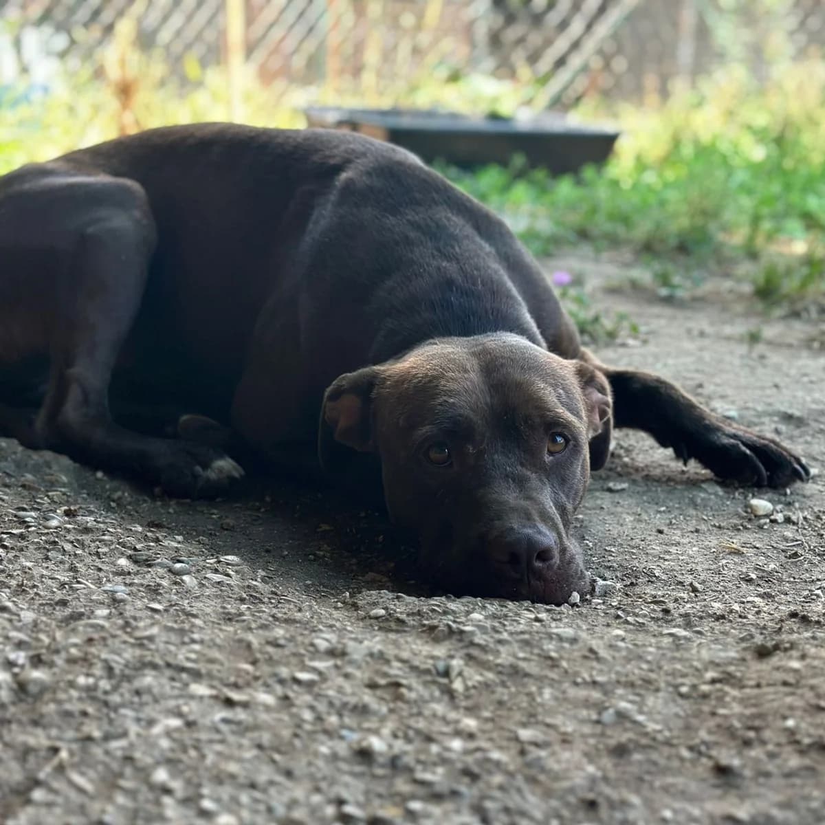 Zola, female Mixed Breed for adoption at Amici Animali Viterbo