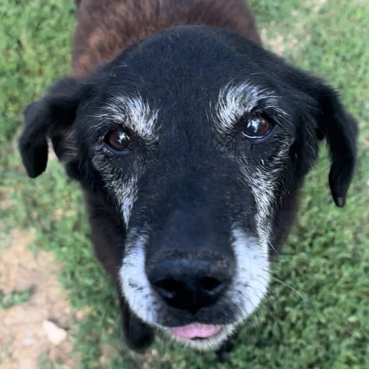 Sottiletta, male senior Mixed Breed for adoption at Amici Animali Viterbo