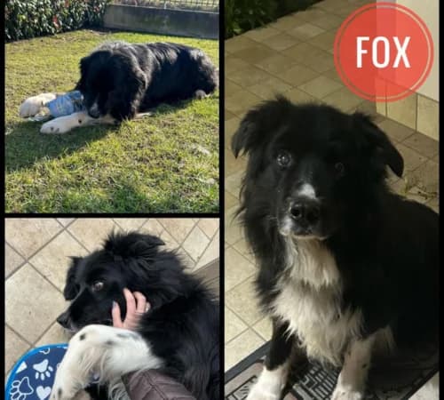 Fox, senior Border Collie for adoption at Animalisti Verona ODV, Verona